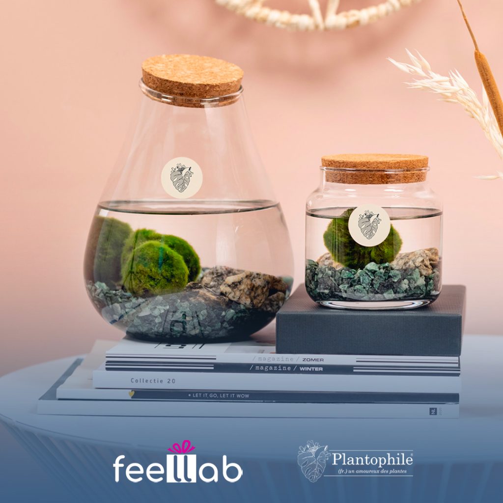 idea regalo san valentino 2022 marimo collection plantophile