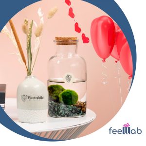 idee regalo san valentino 2022 per lui lei marimo collection plantophile