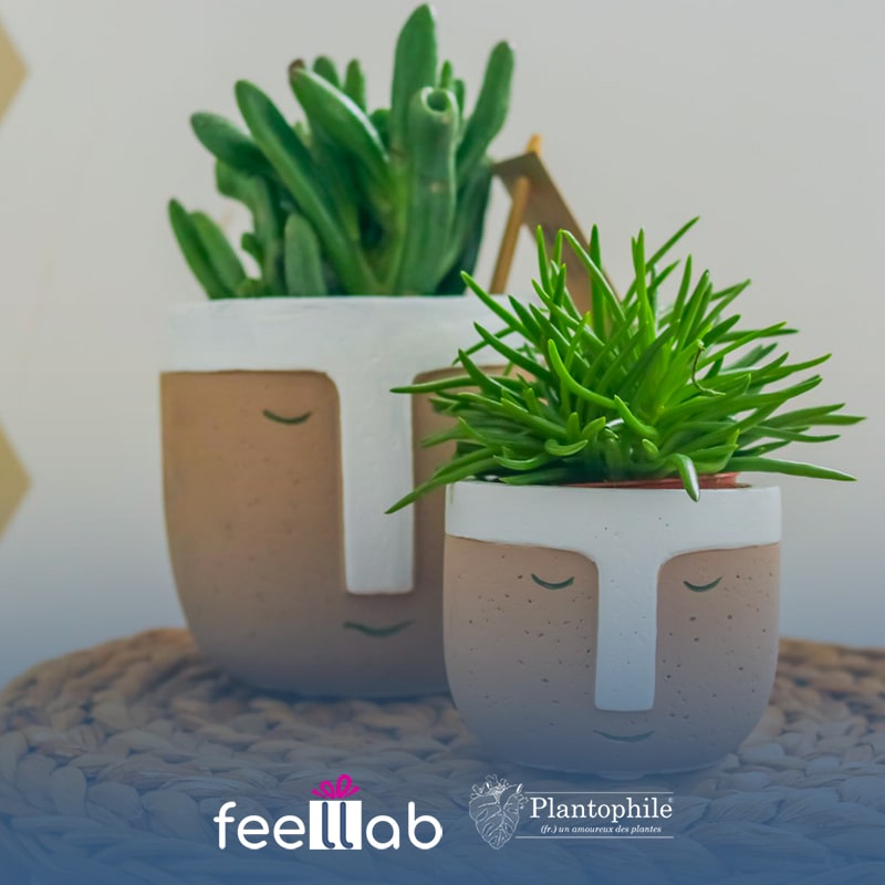 plantophile plant deco collection piante grasse
